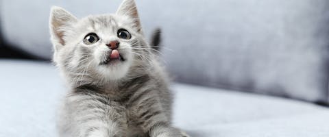 A cute grey kitten looking upwards, with its tongue sticking out of its mouth