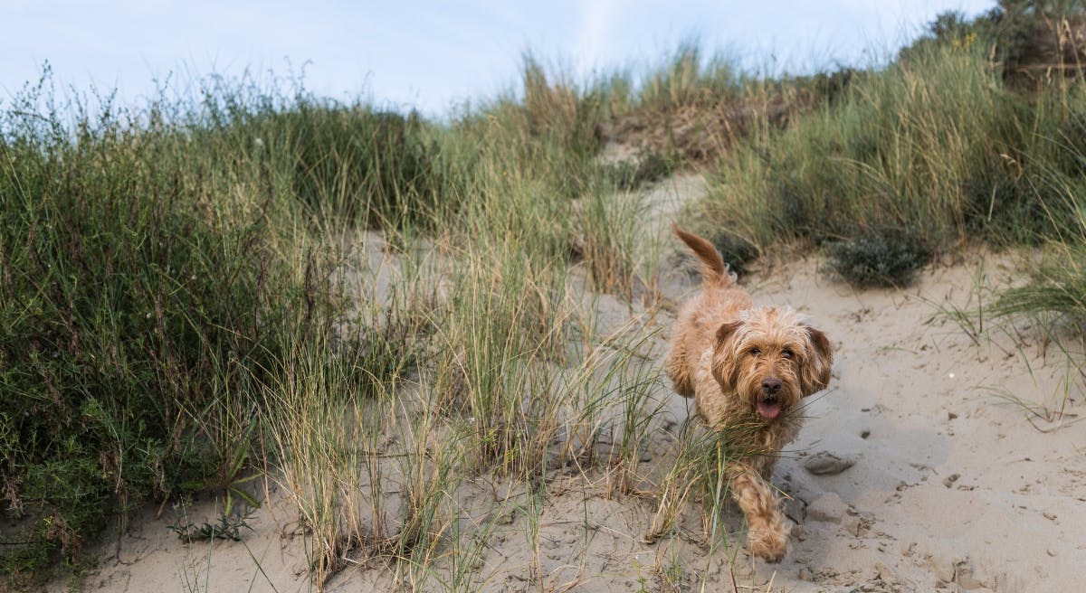 Dog amongst sand dunes